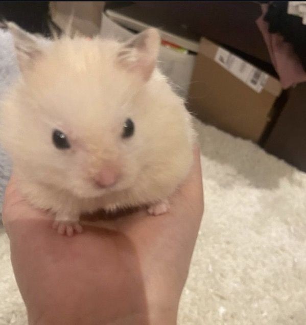 ๐ใํ๋ก เฒยท*