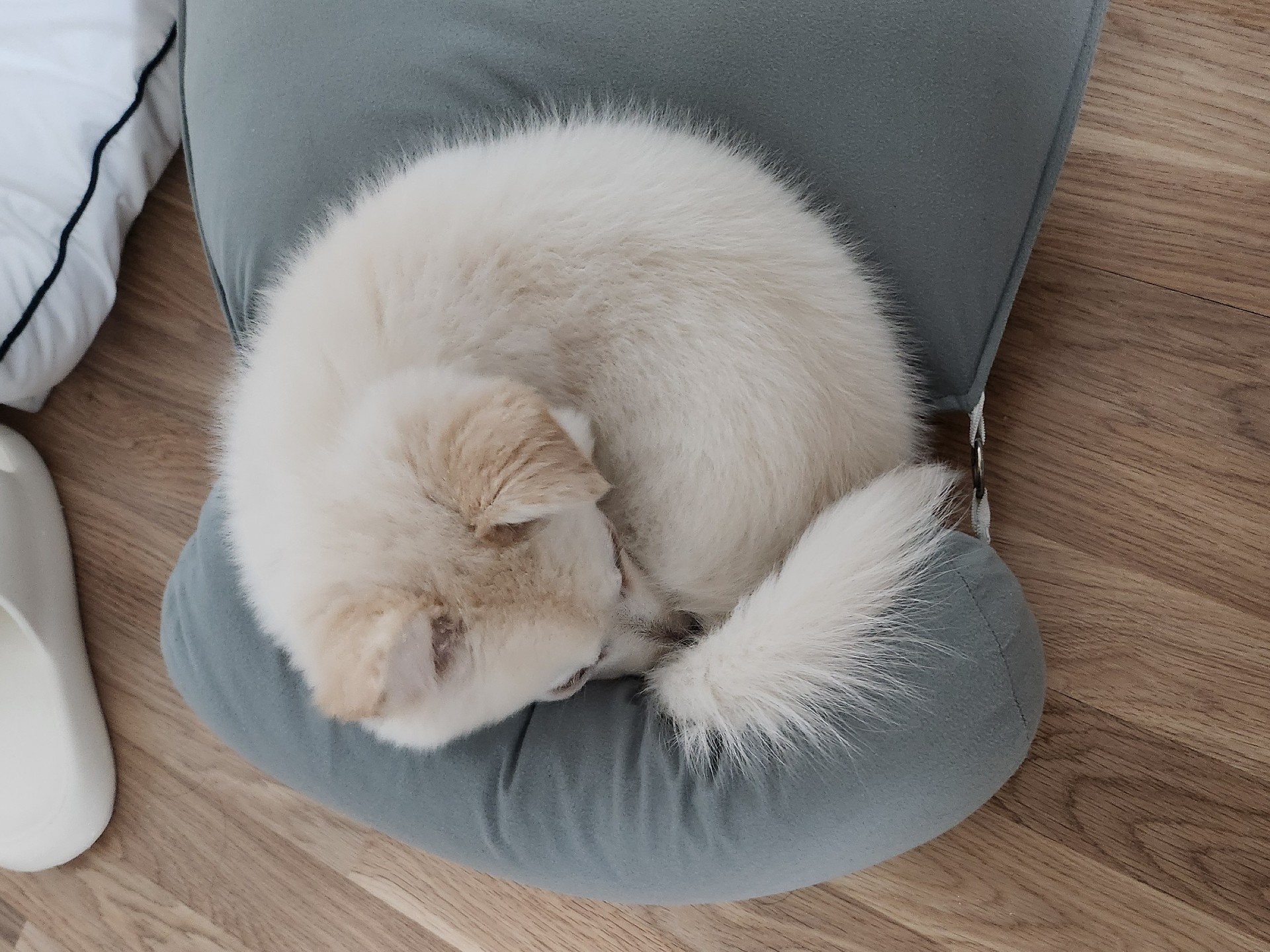 피에르나 💕🦔