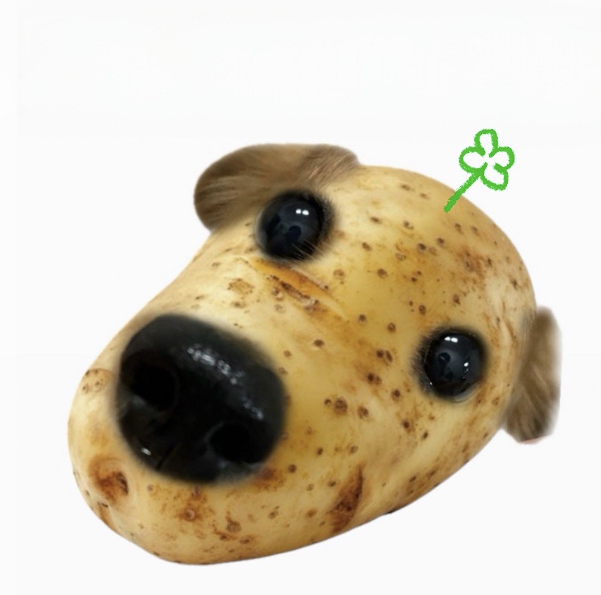 쫑알콩알 라콜계정🤞