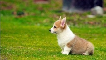 조 아 지 Bᴇɴᴢ_🥇