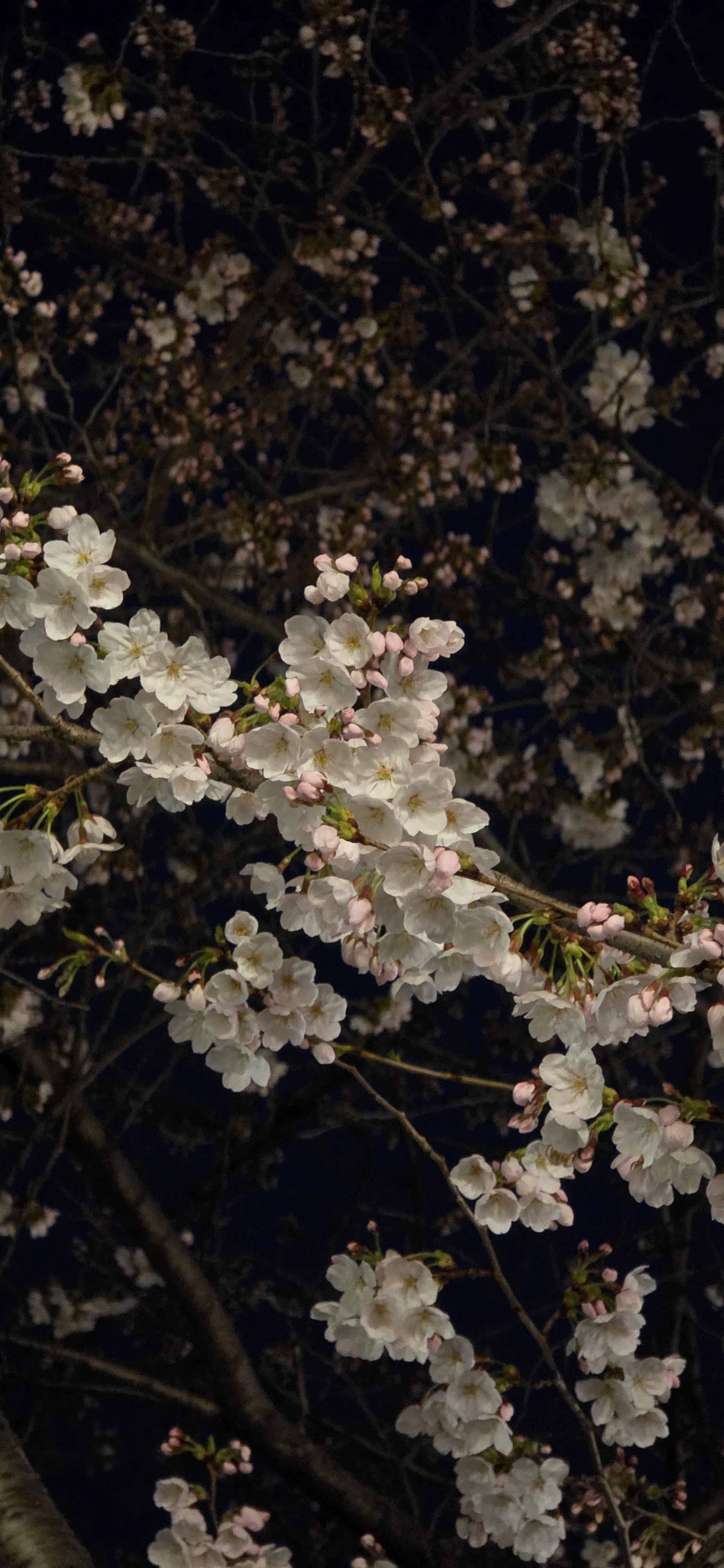 Piaro ᔆʳ♪ˎˊ˗