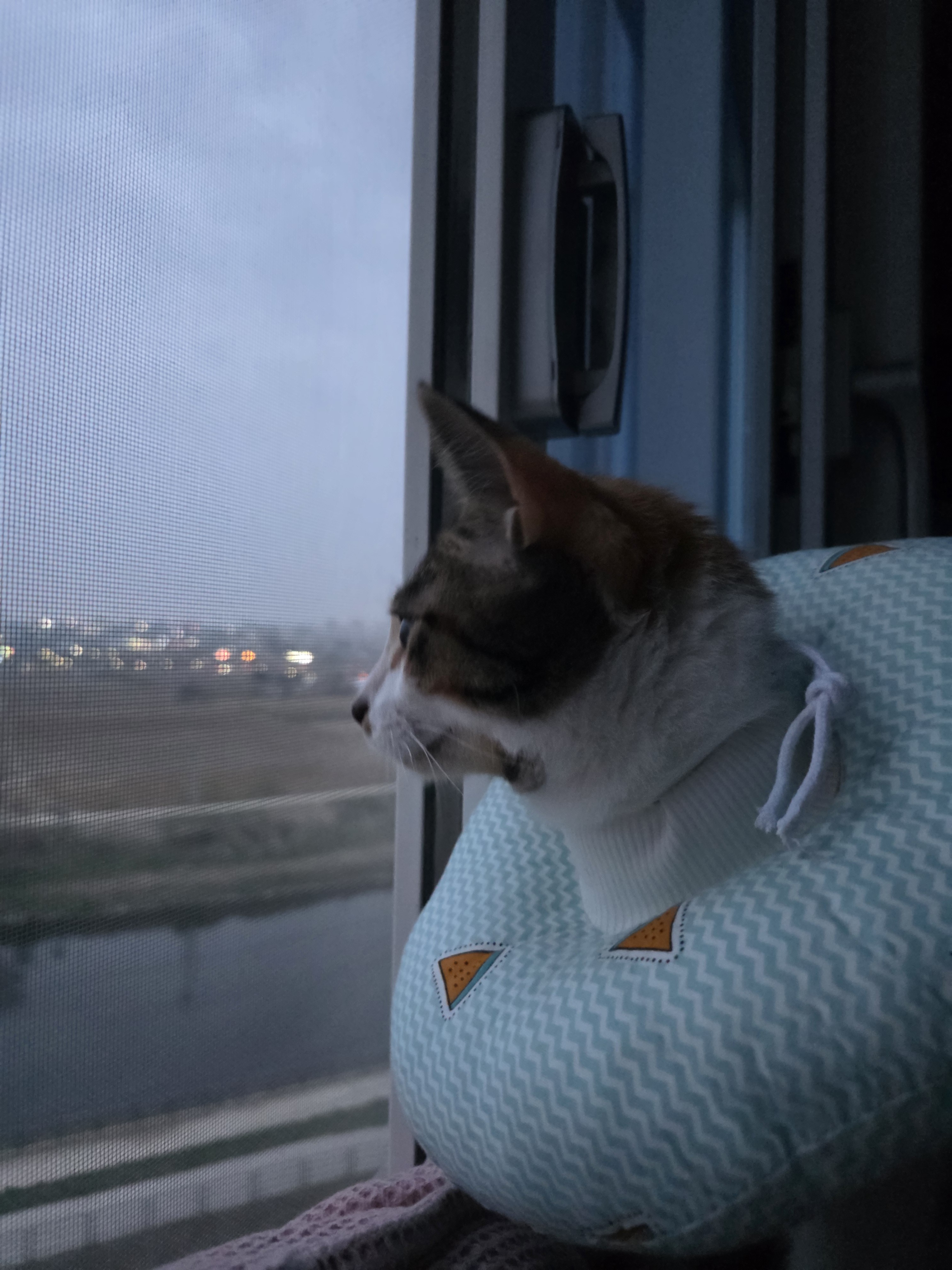 𝓇𝓅˖숲속의 토끼🌳ᷤ ᷳ ᷳ ᷮ