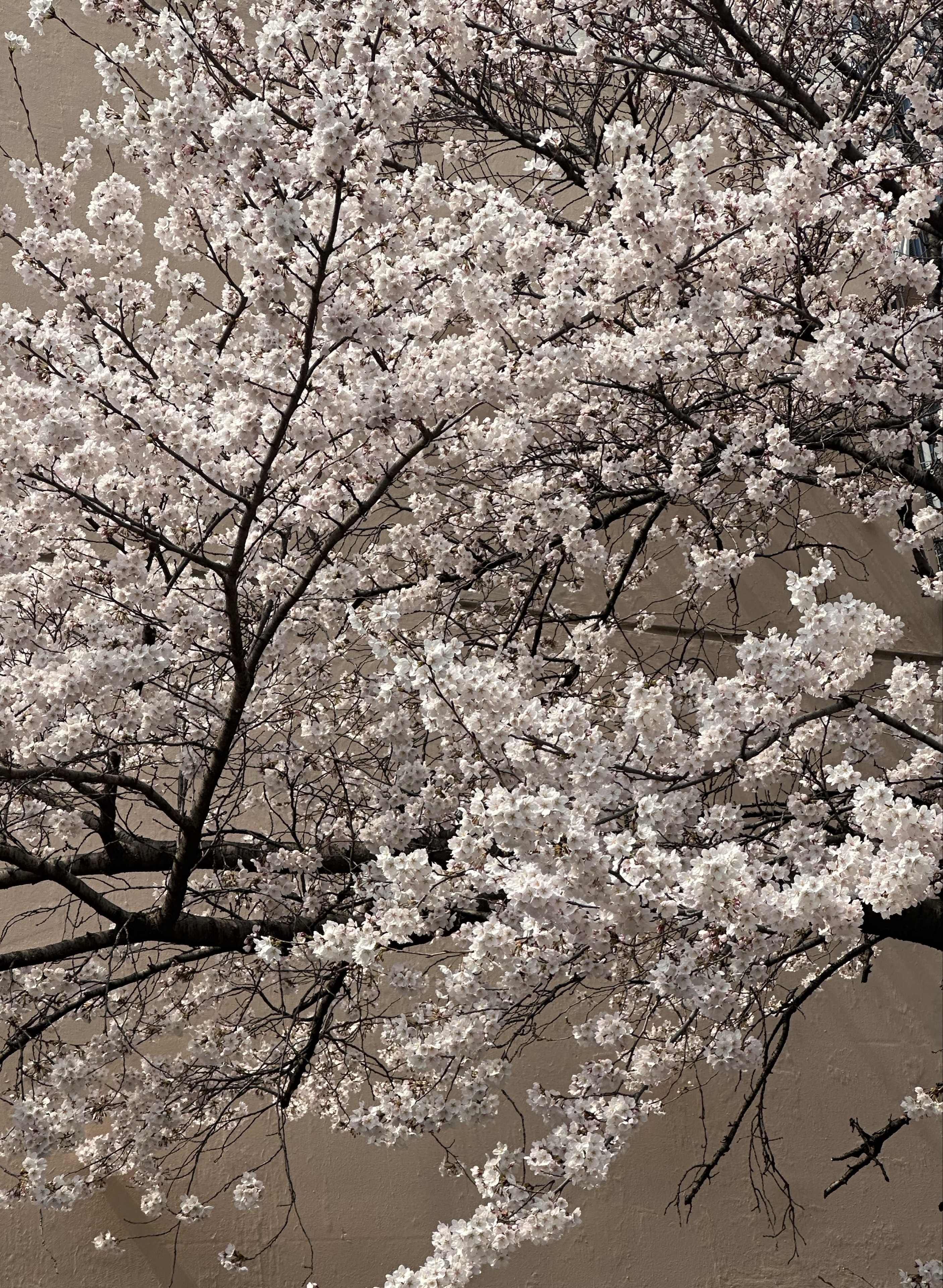 쯔따쪼이쯔 이딩