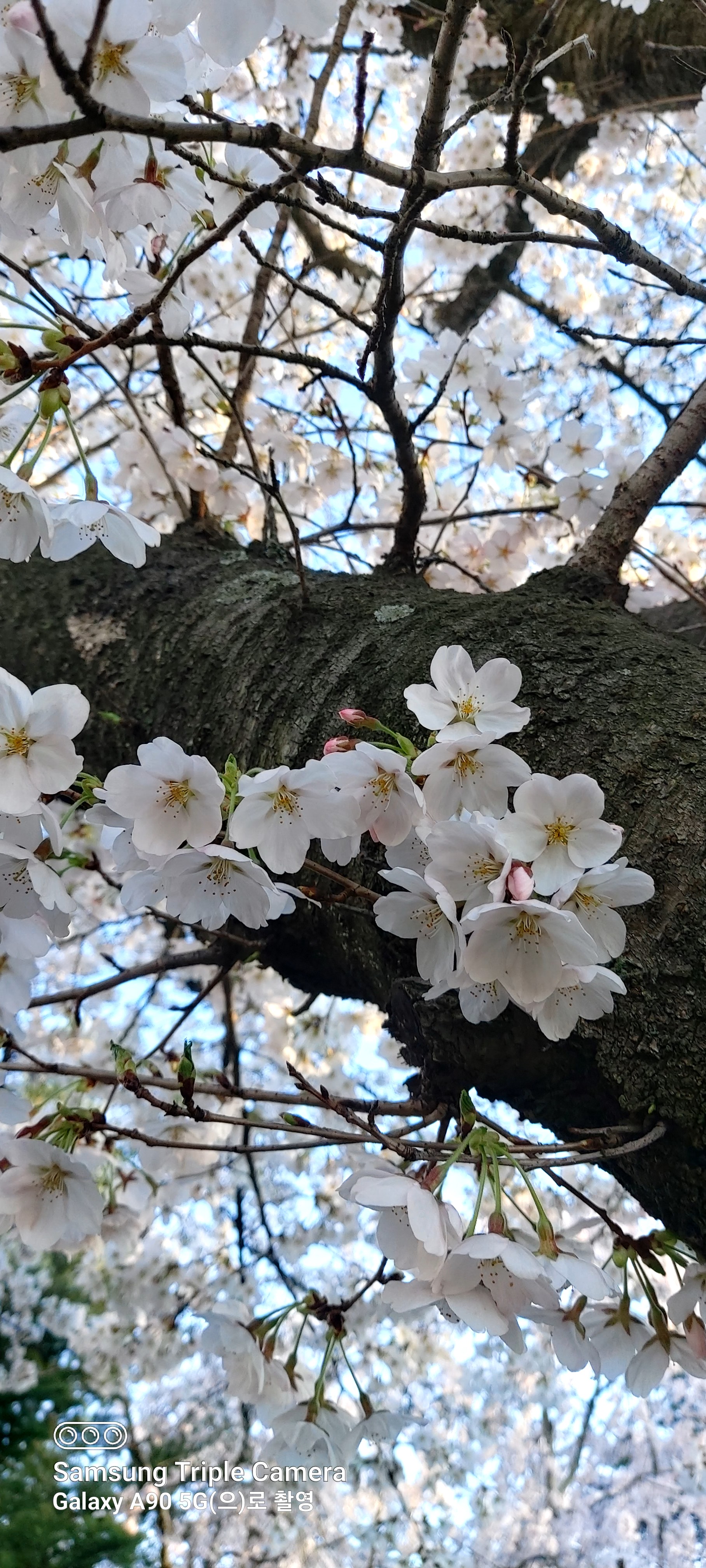 瑟(슬   ͙.·☽,🔹)