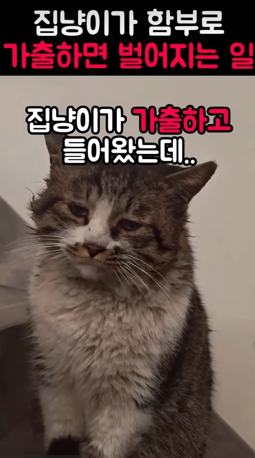  냥이😾