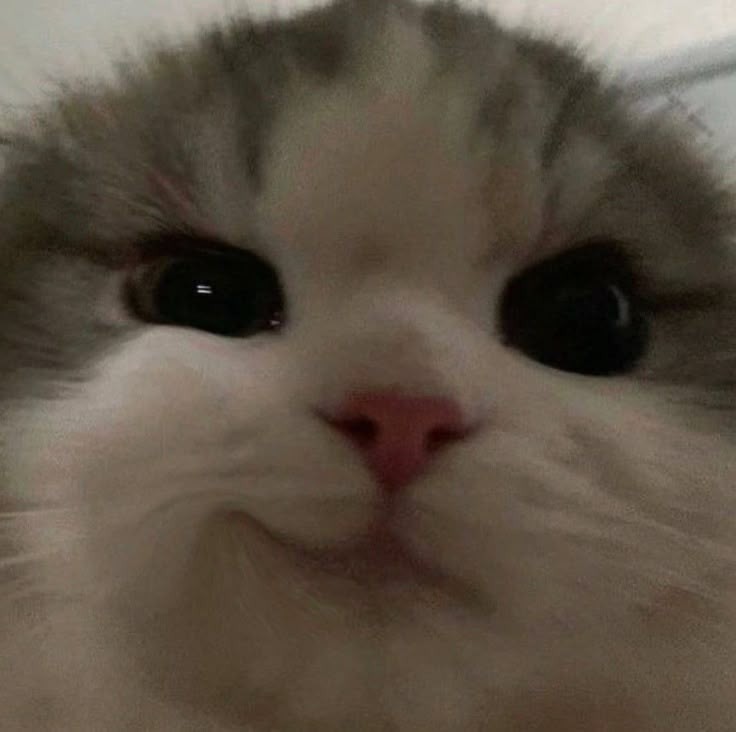 애 옹
