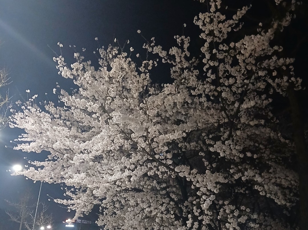 쉬고있는 렌시  ₊꩓｡•