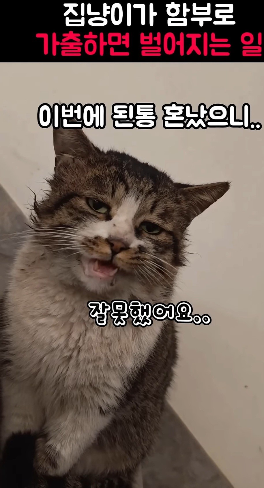  냥이😾