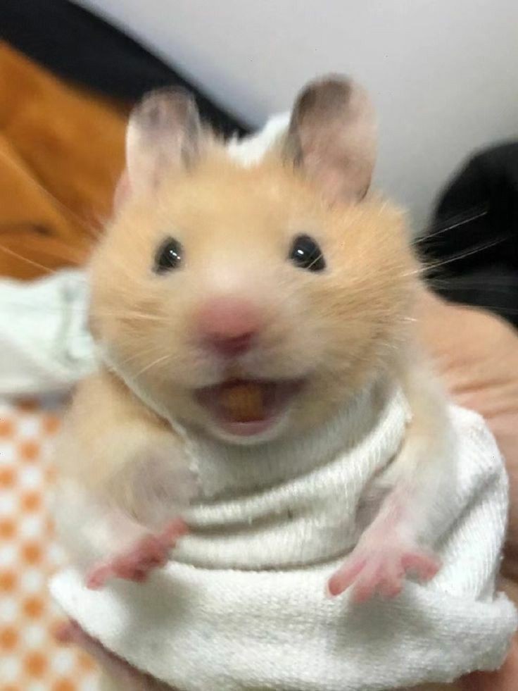 먀