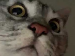 뽀그리 𖧧 