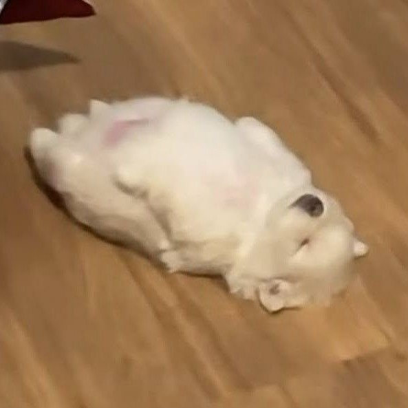 랑 구