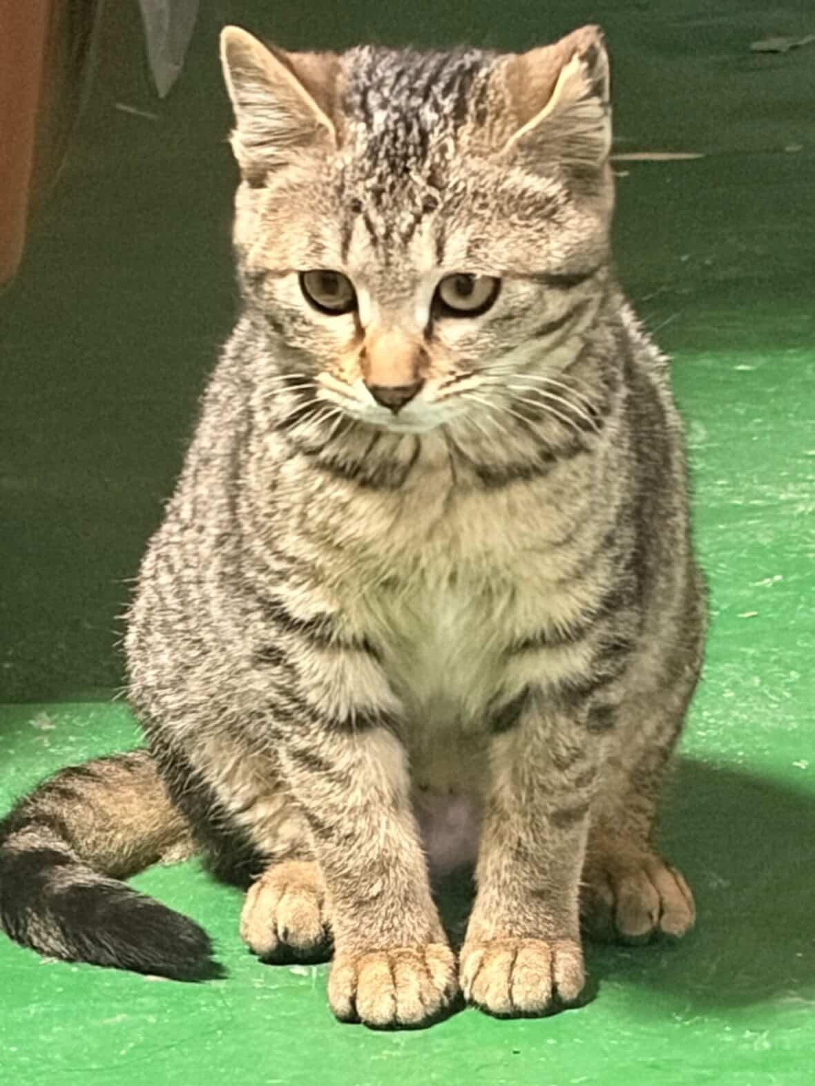 바루
