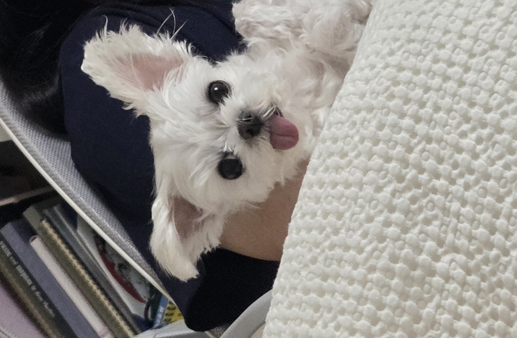 새가을