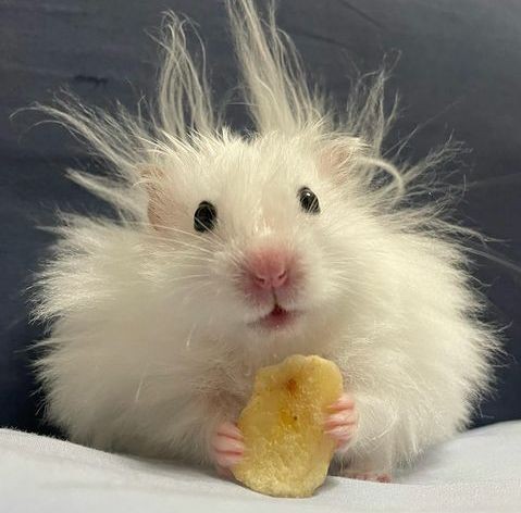 . 깜담