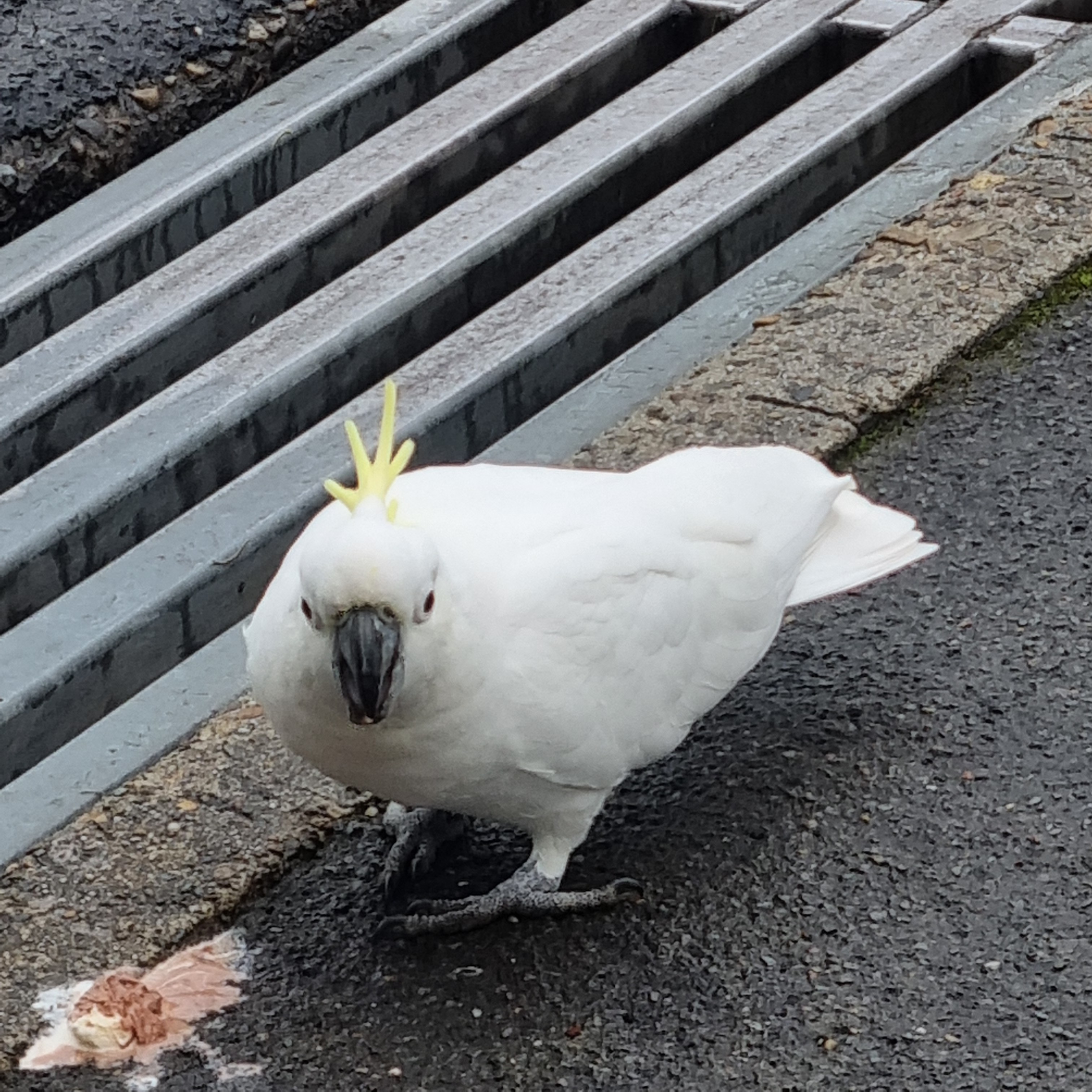 dorume