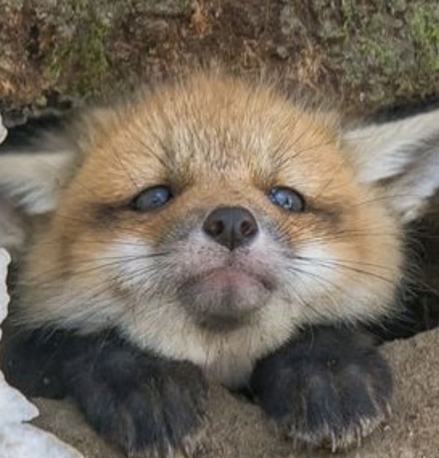 김아로