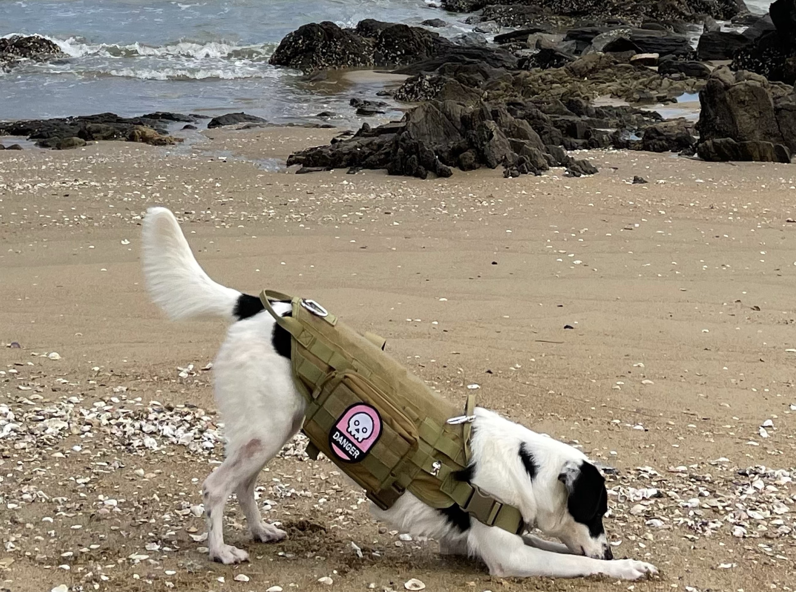 ⸊ 피 넛 .•
