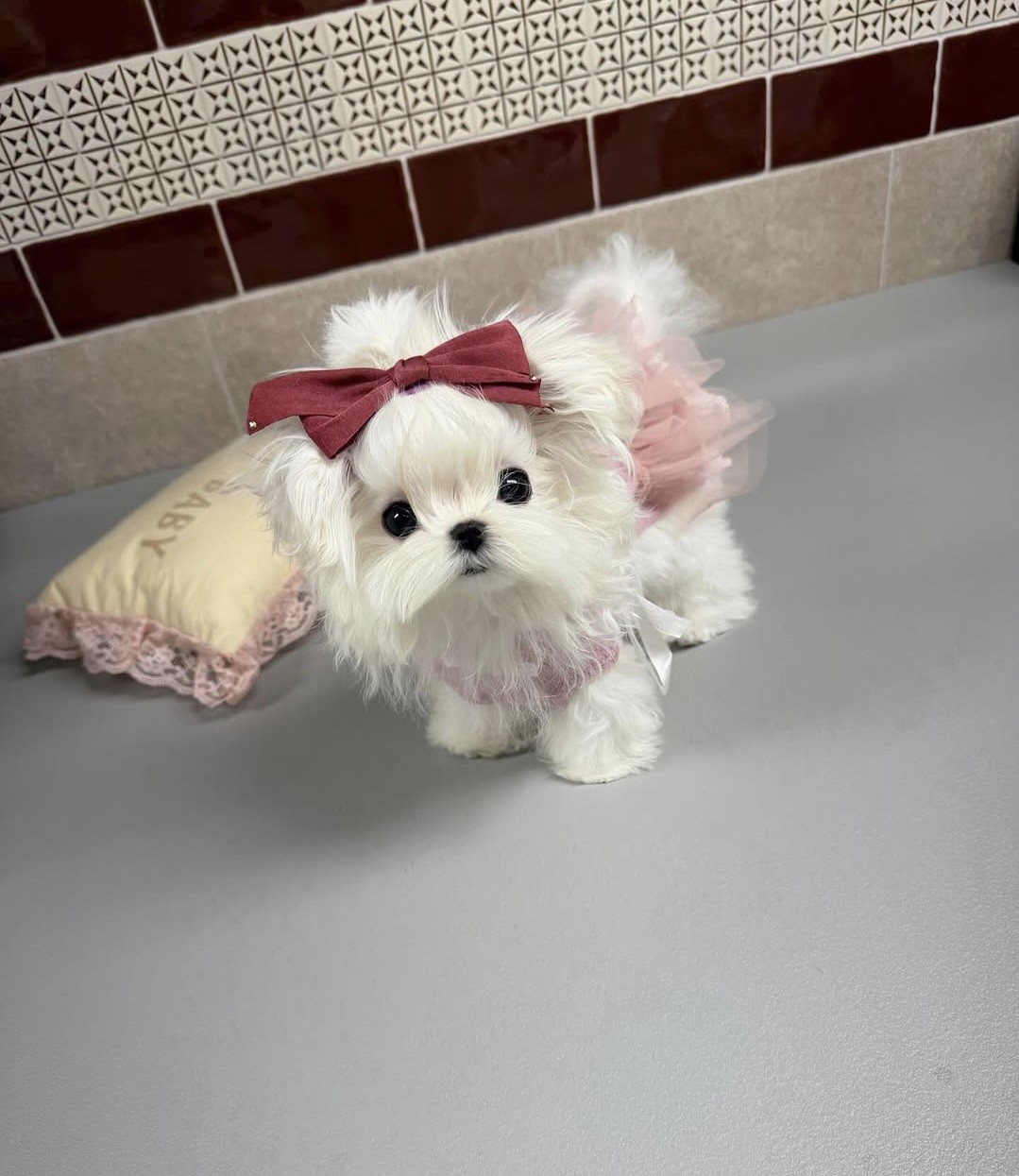 솜이
