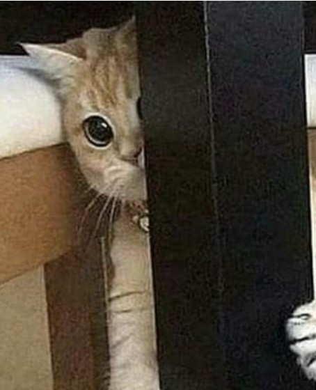뽀그리 𖧧 