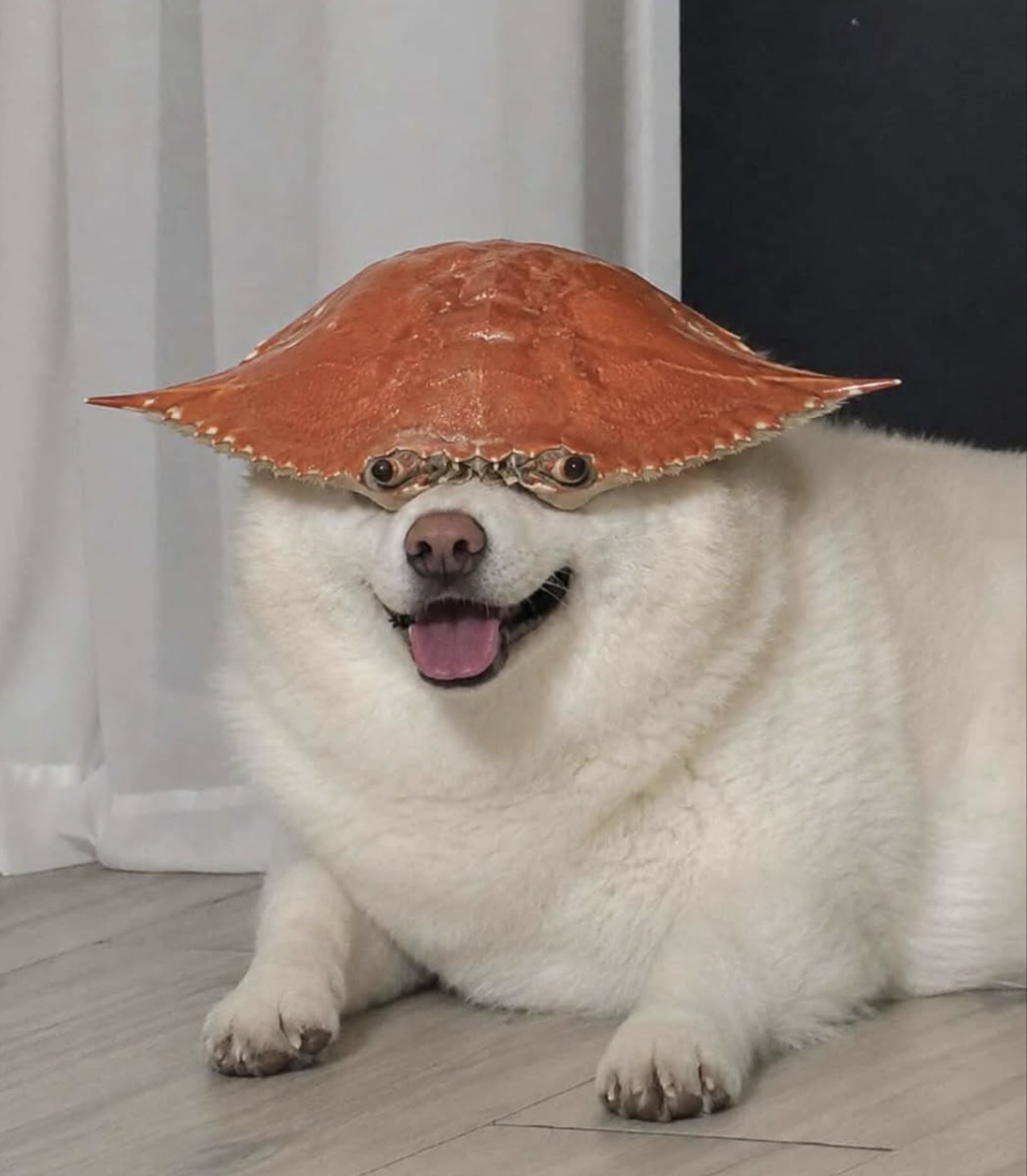 데ㄹ