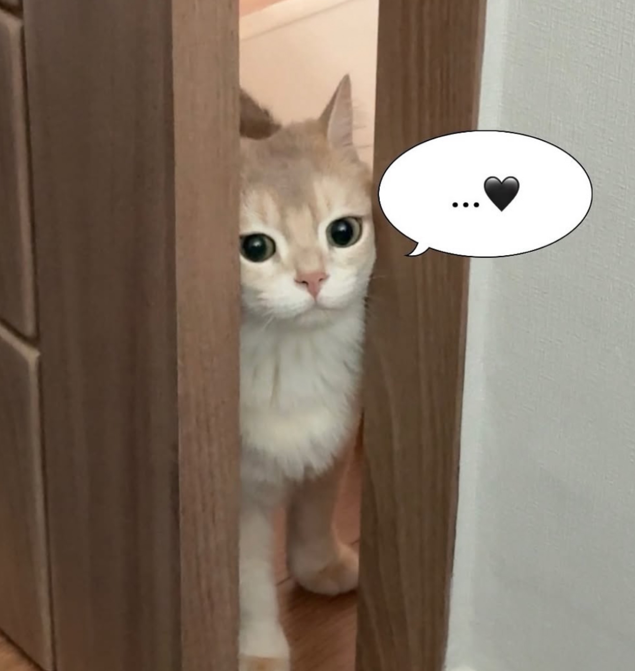 ์ด์ฌ๐คเพเฝฒ