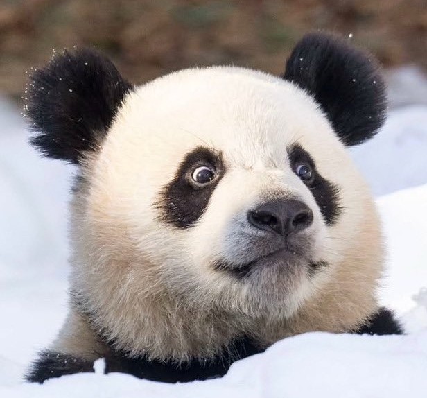 견우 🐼