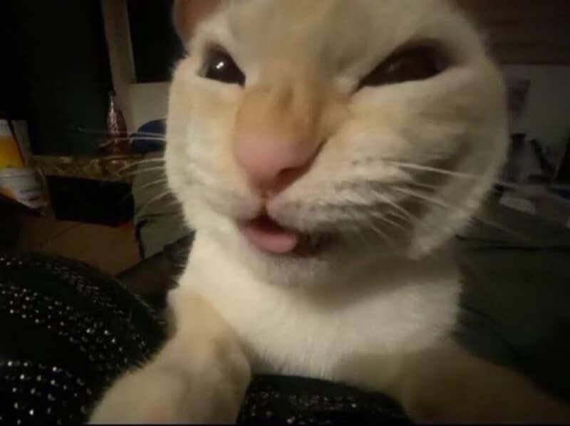 소  깡