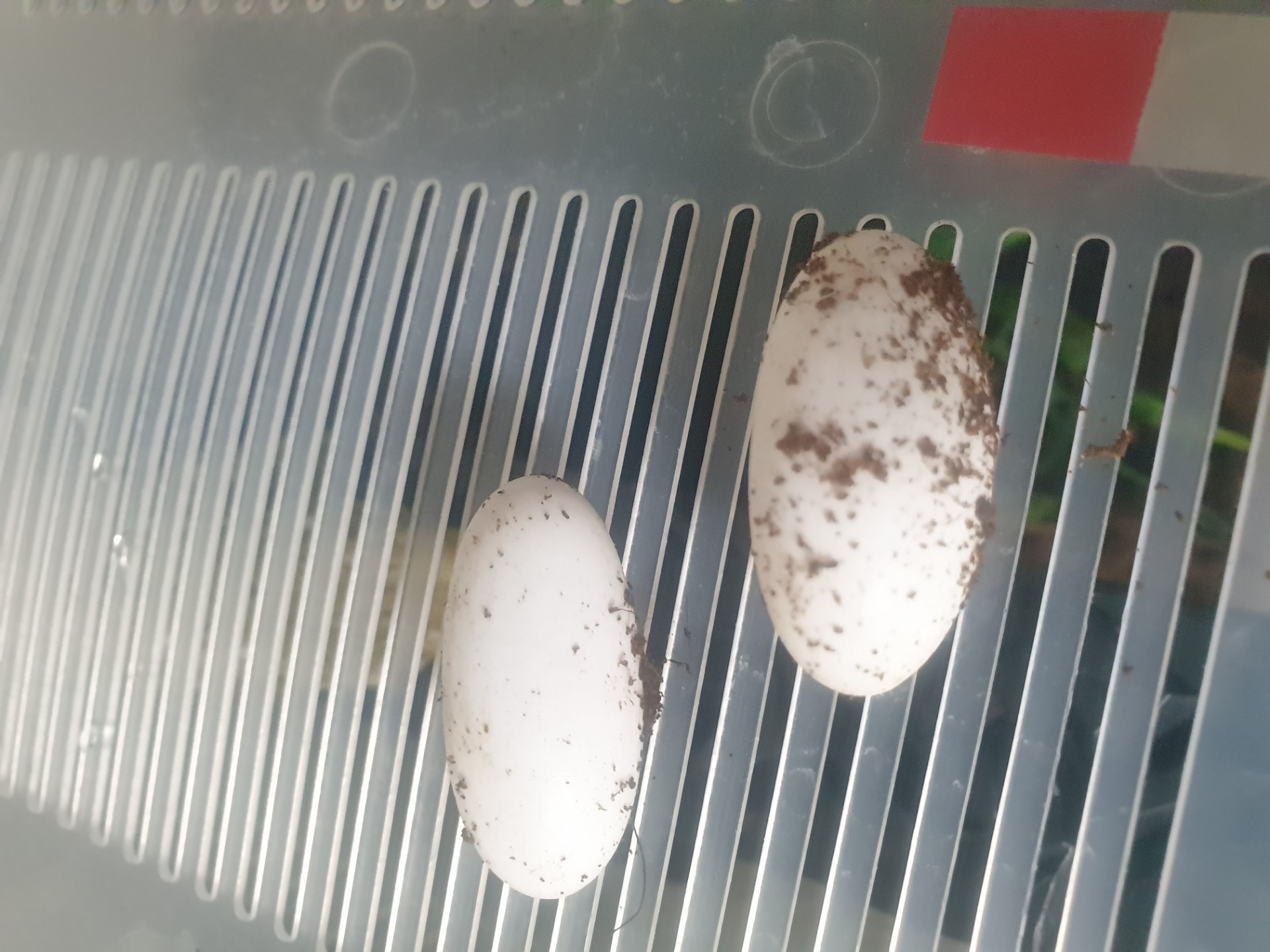 ꘪ *·˚ 해비니네 서티라노까꿍