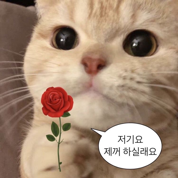 가으리.⋆ ʰ ˚
