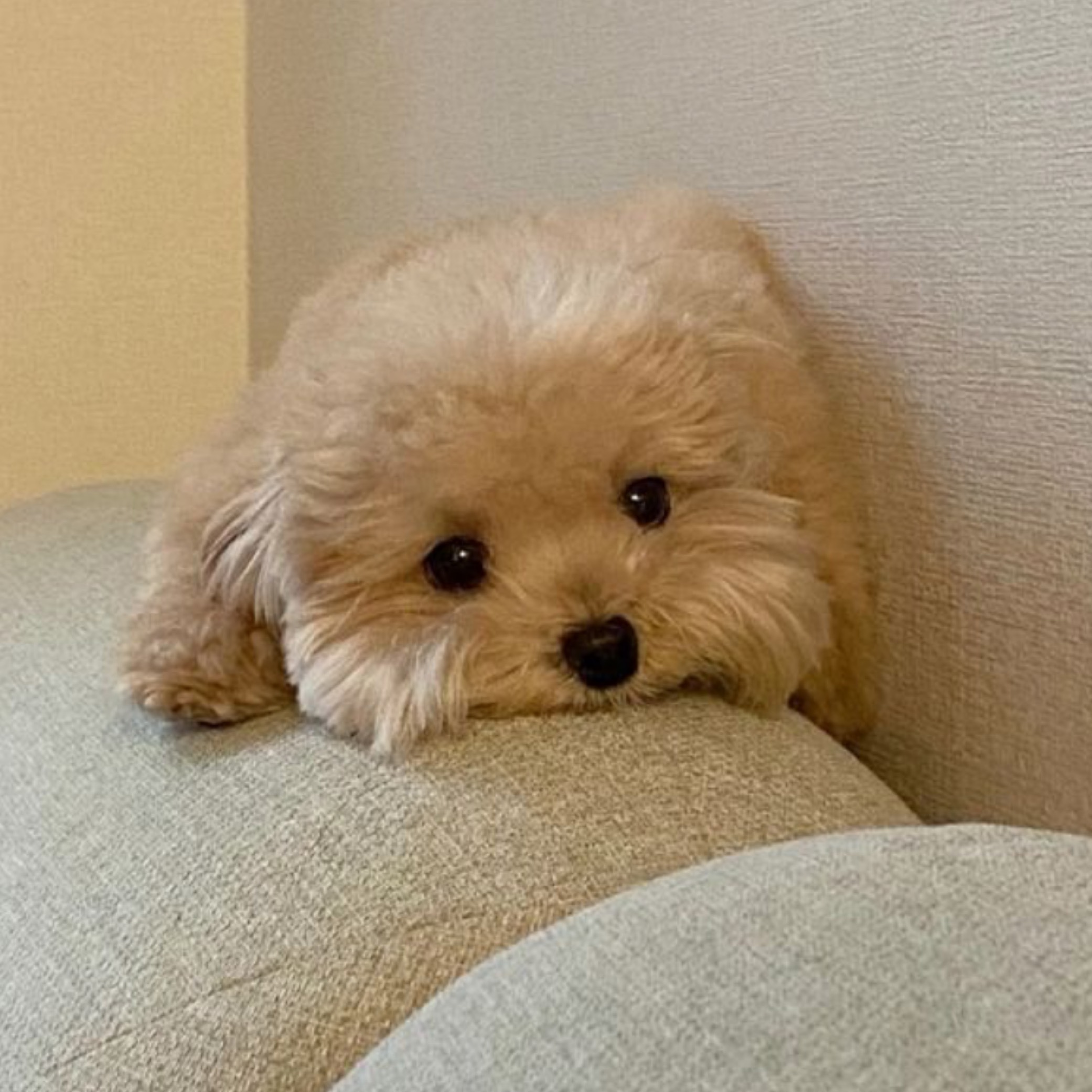 냐디