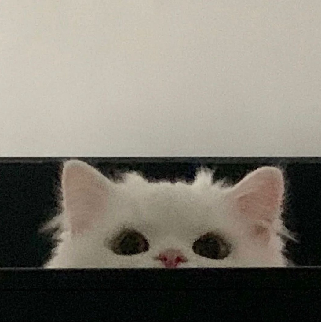 ｡ﾟᕹ  𝙼𝚞𝚎 。