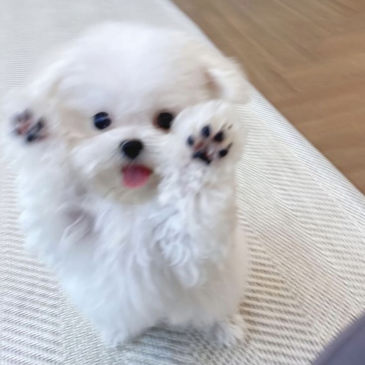 ✿𓈒 연우