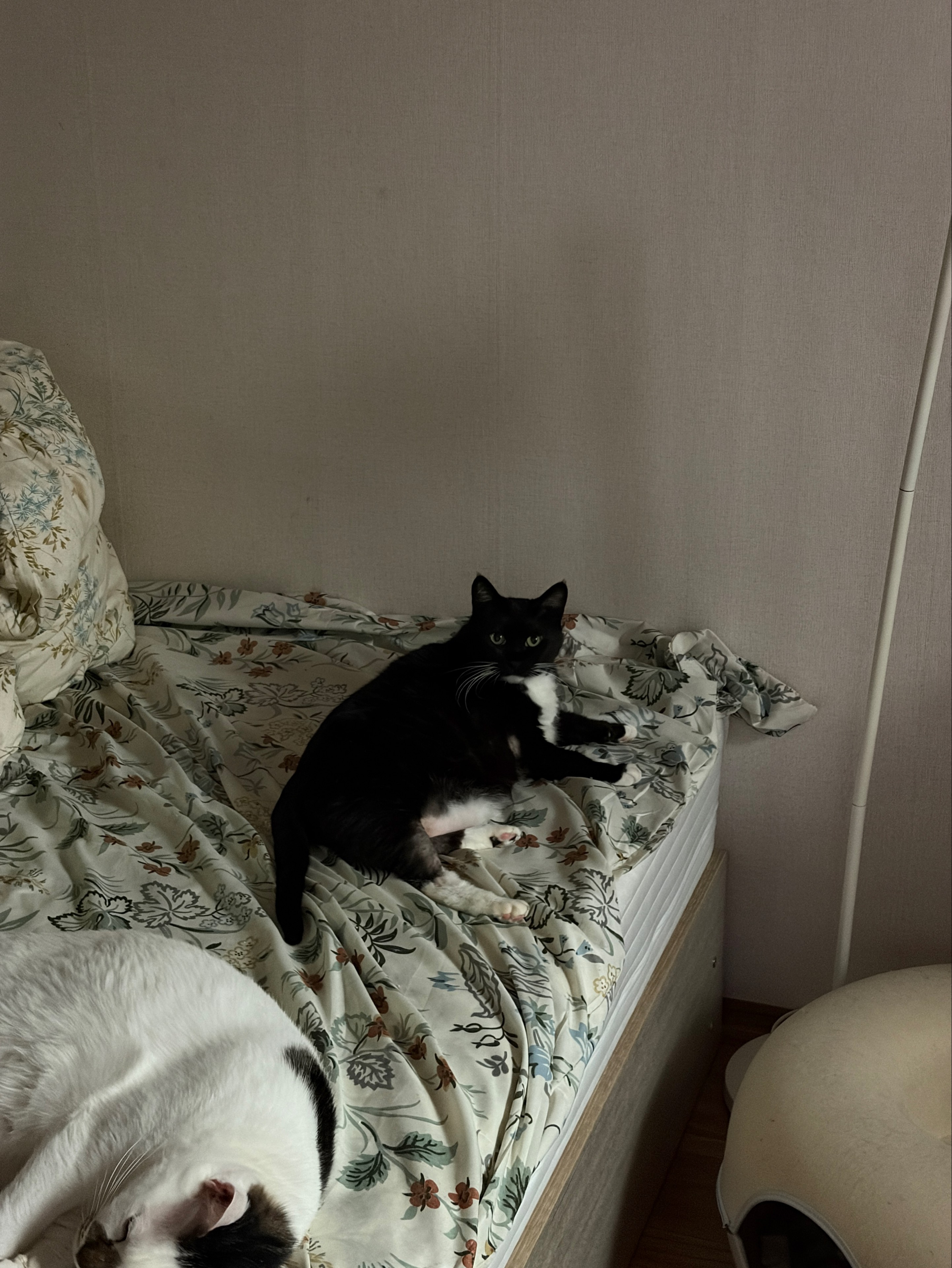 ᵐⁱᵐ
