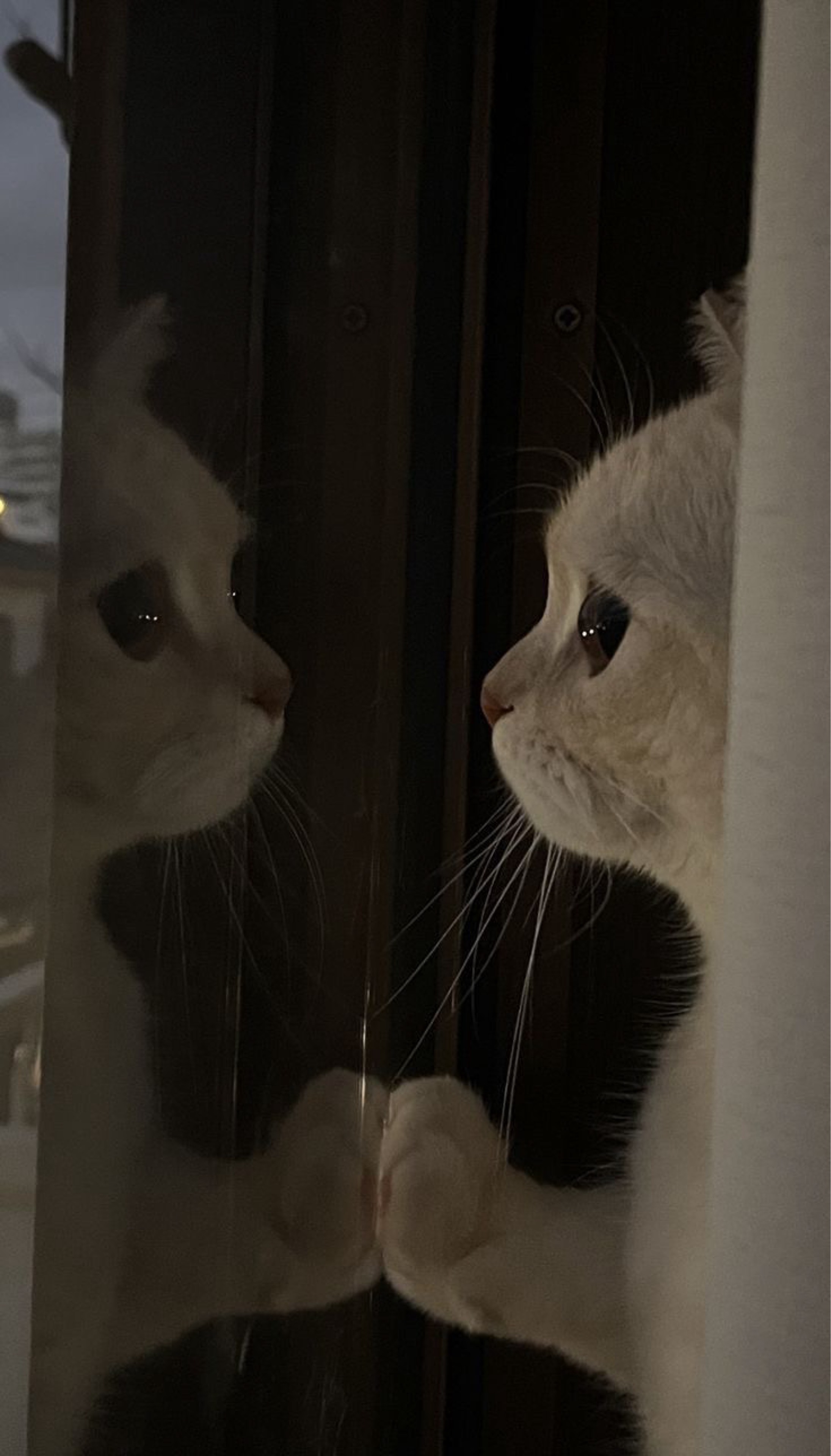 냥