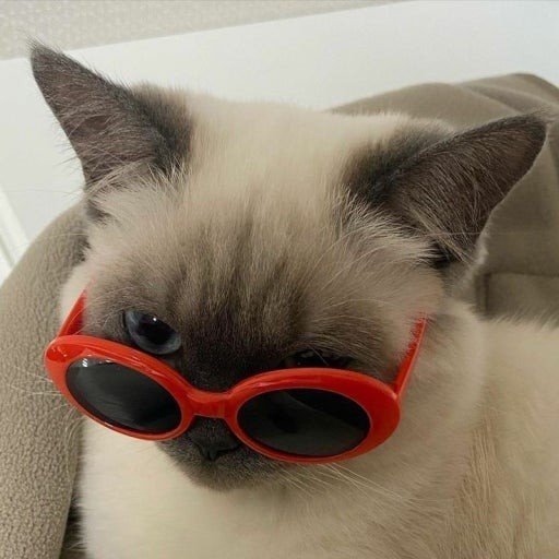 단 𐦍₊·