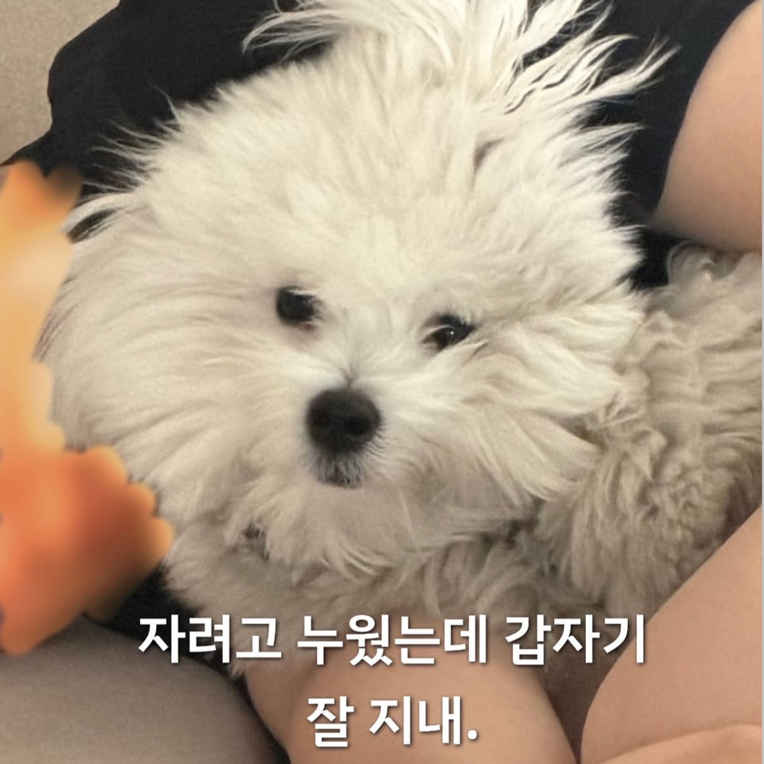 포코 여자친구 누
