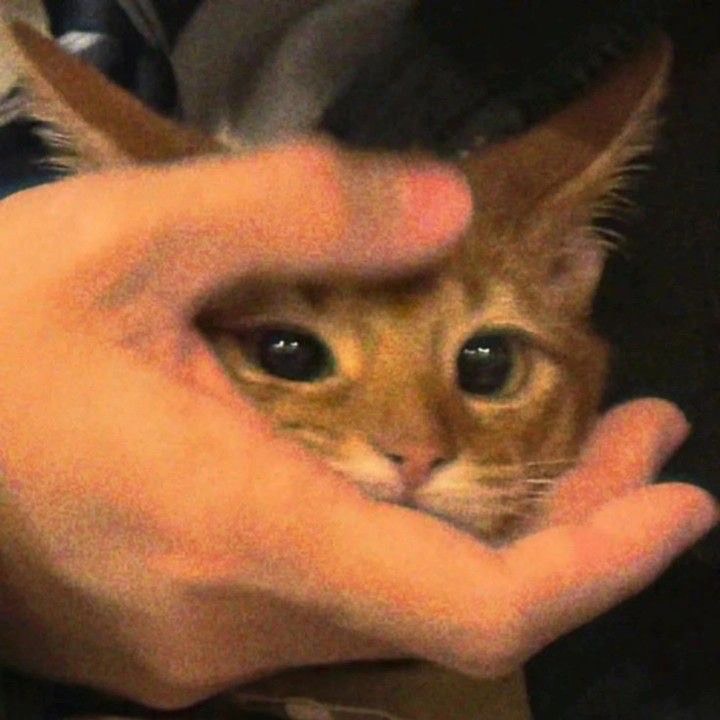 D๐