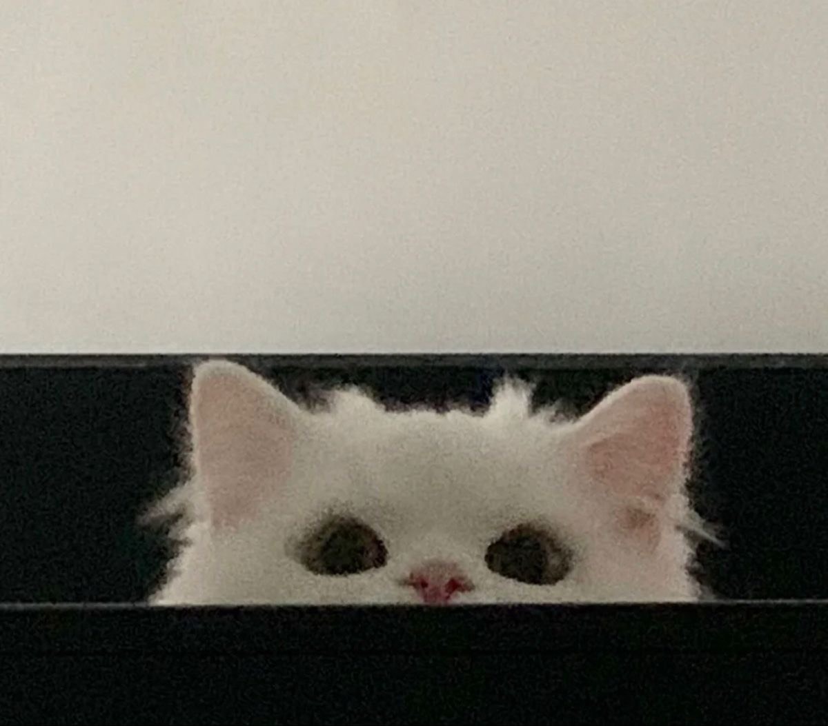 ｡ﾟᕹ  𝙼𝚞𝚎 。