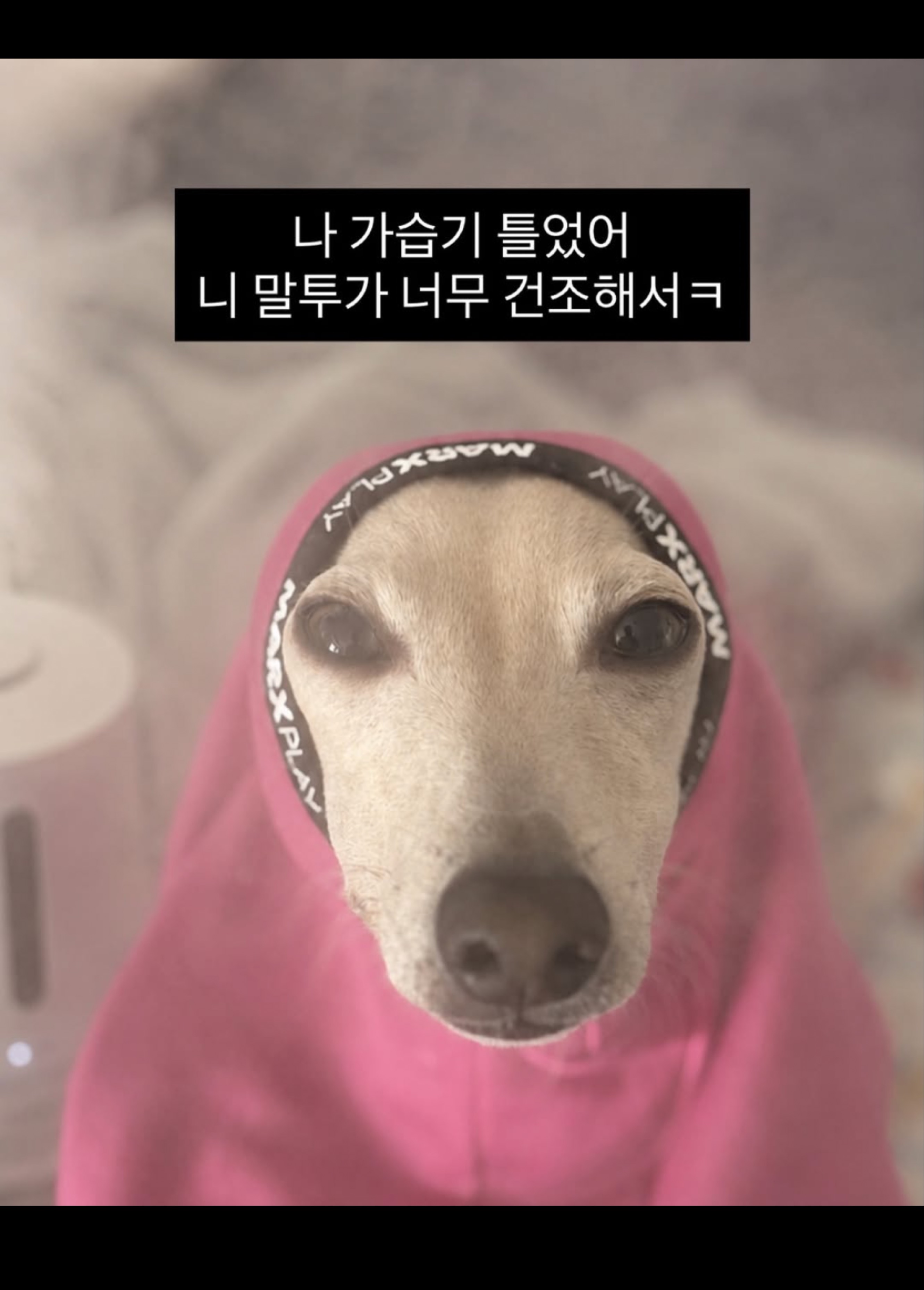 채 디 나