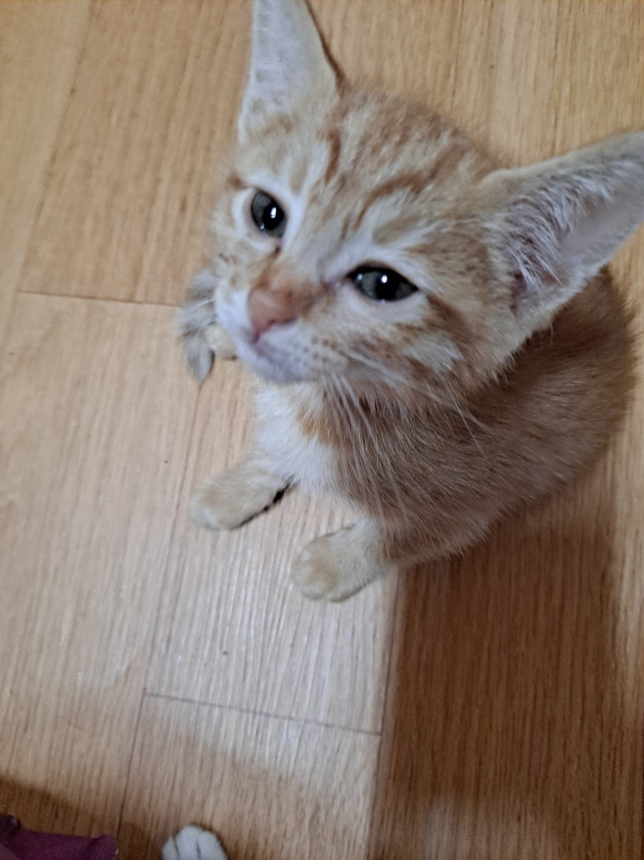 (*’ｰ’*)ﾉ냥 ♬