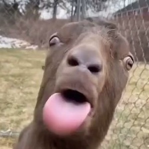 이단아
