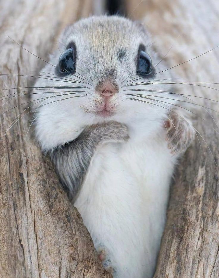 츄 +