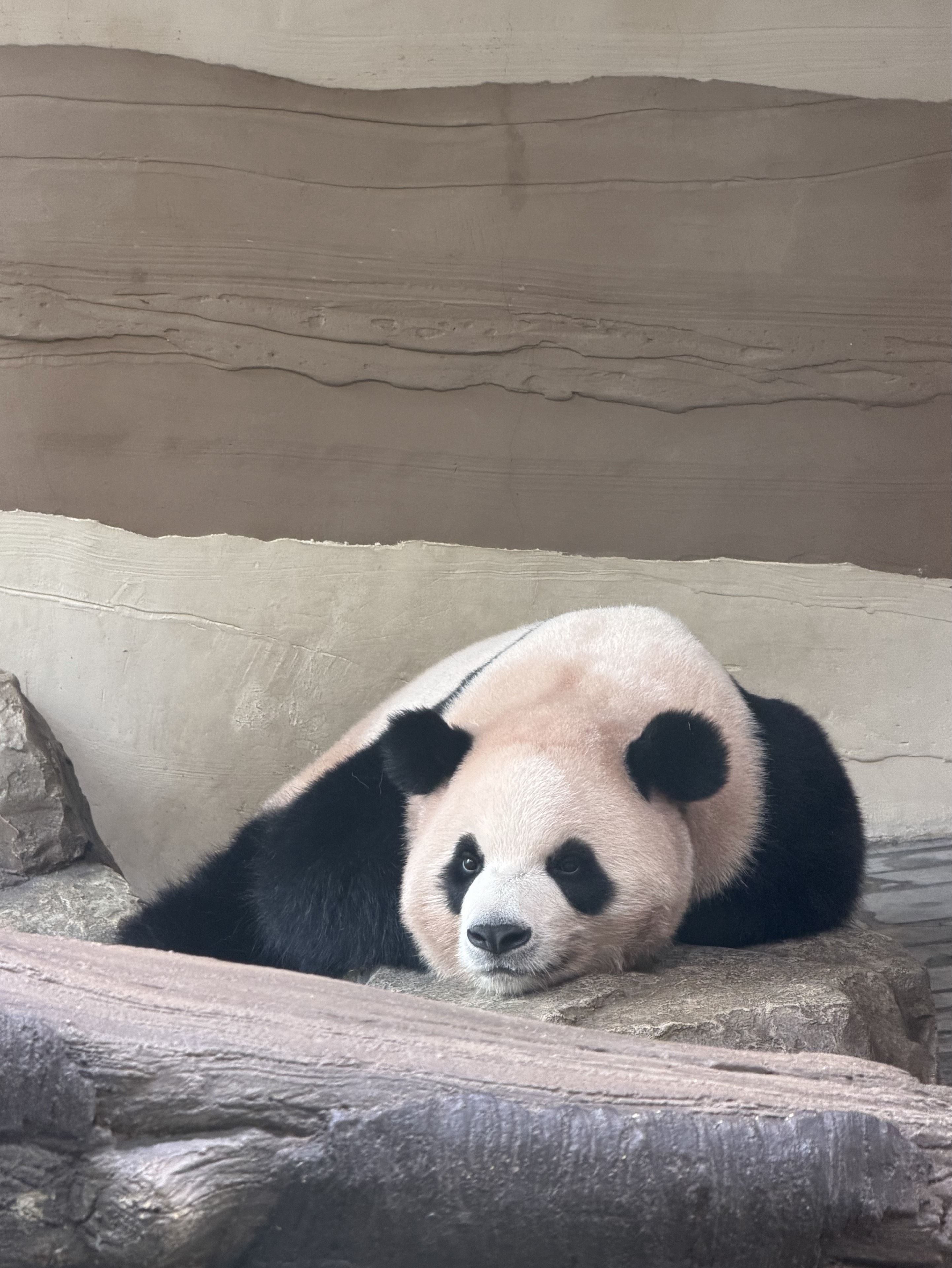 맛 밤 ‵𝛽