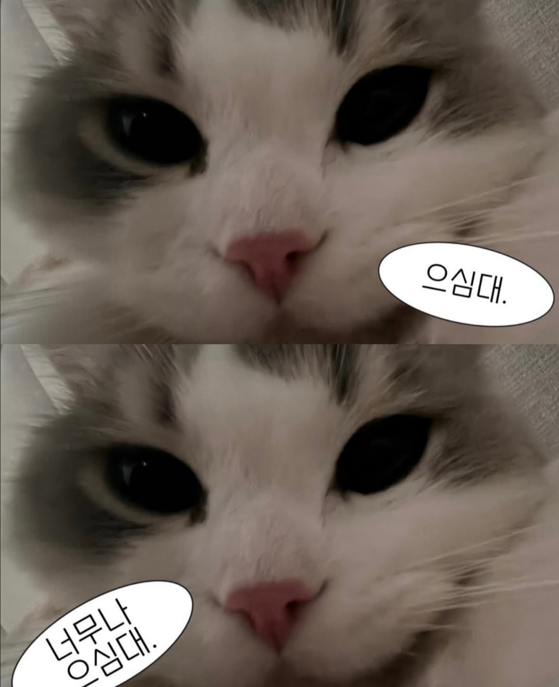 이 설