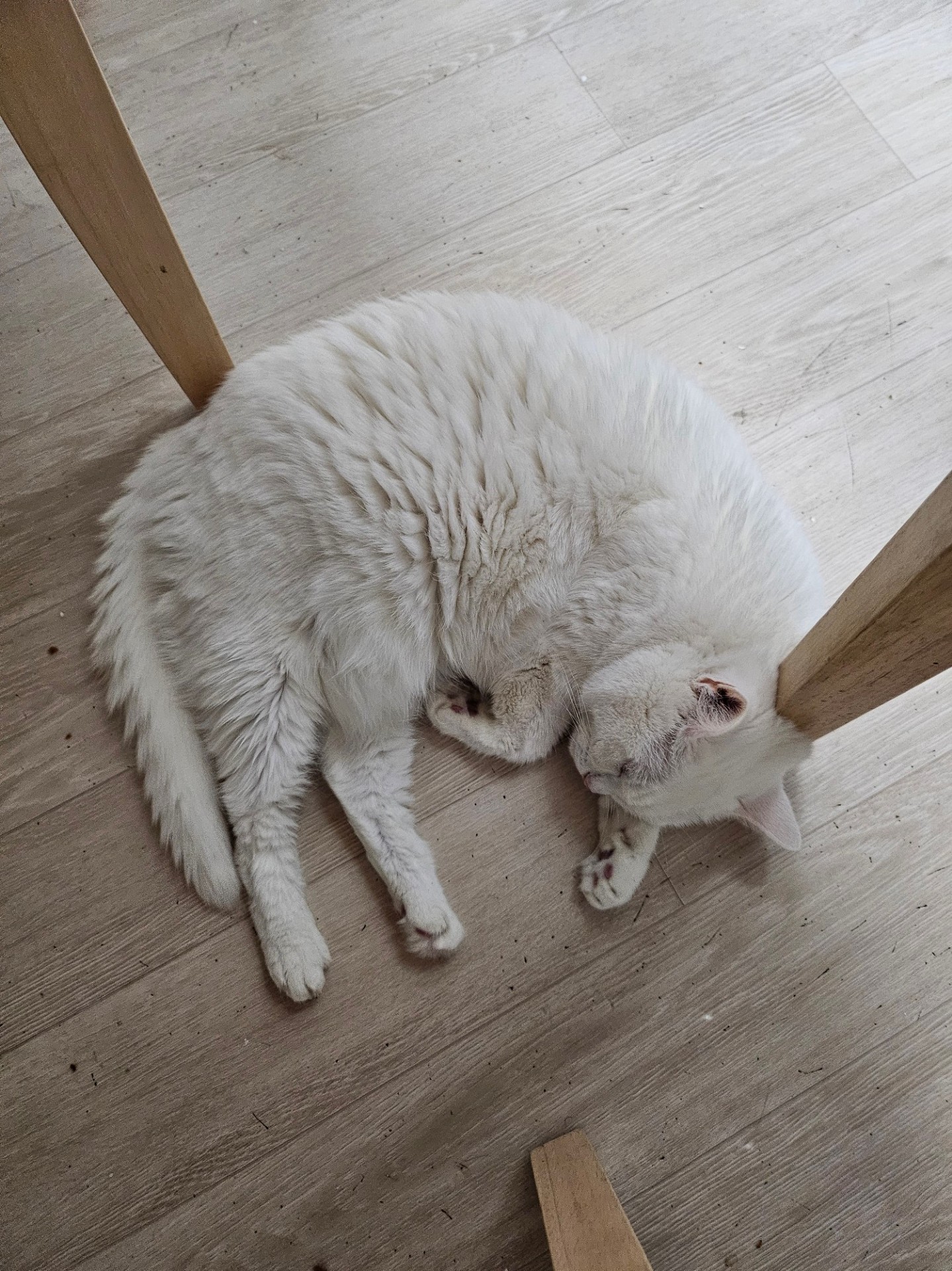 [먕] 페페
