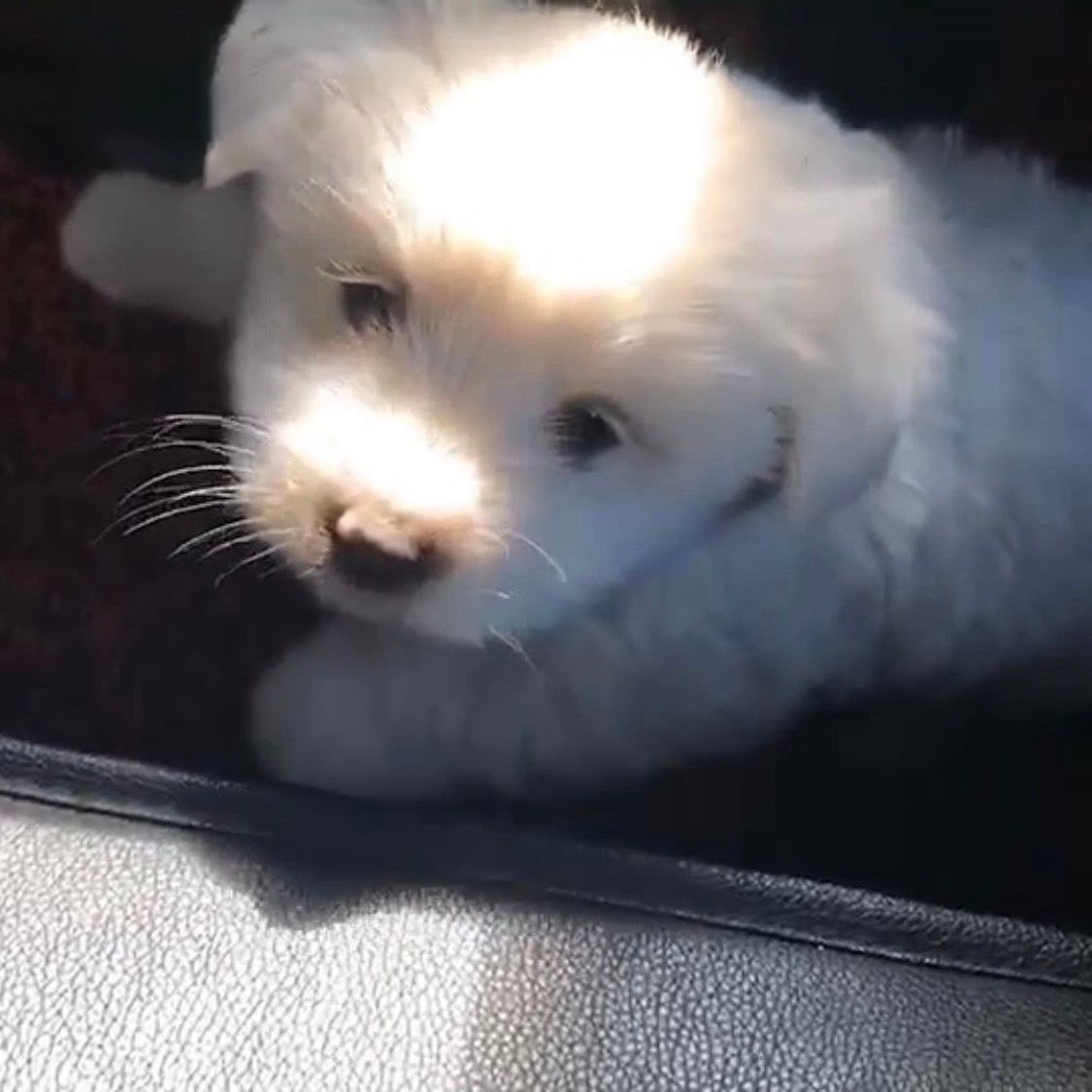 boo
