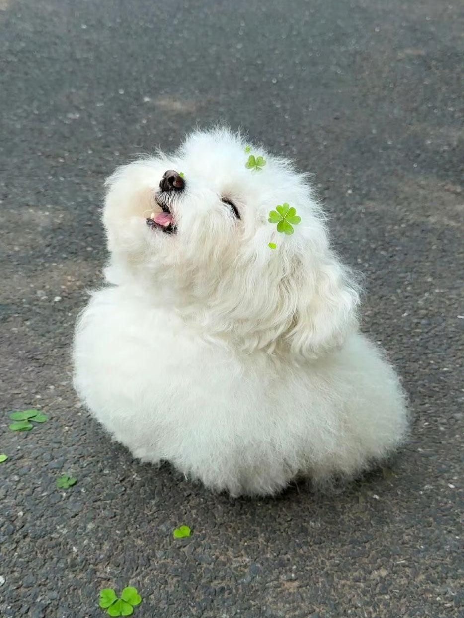 와 ʷᵃᰔᩚ 🐶