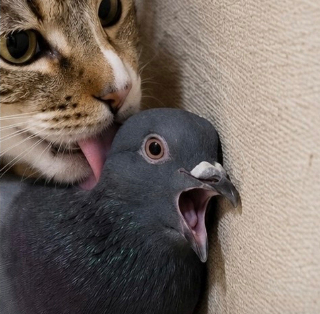 🐦 ᐢ ᐢ