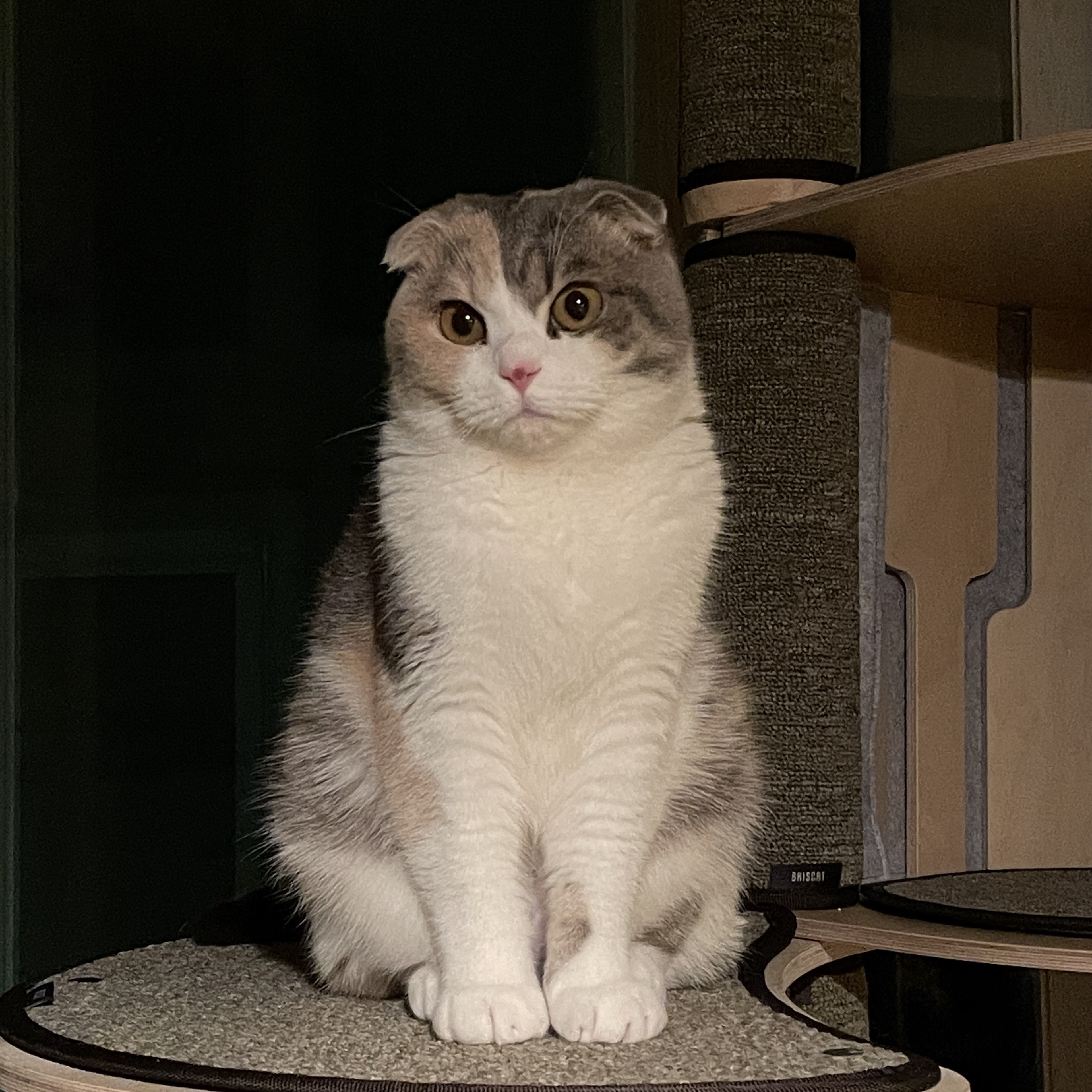 담담