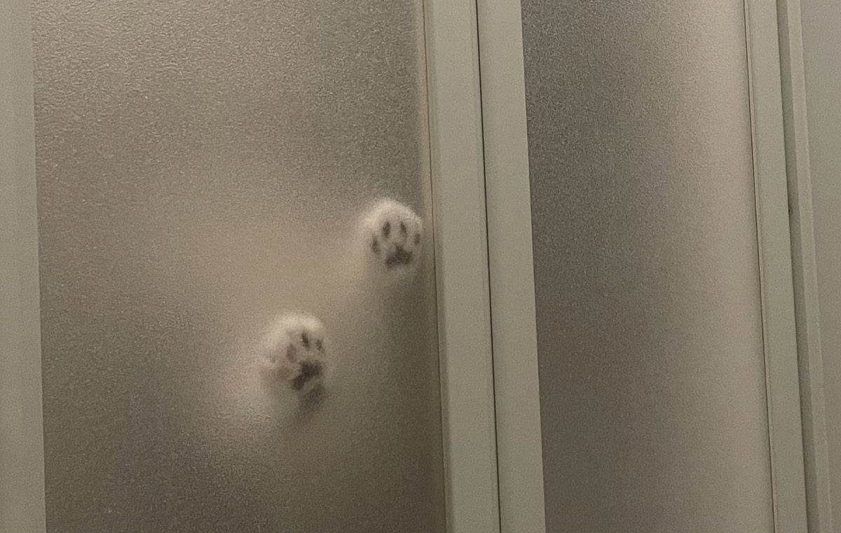 냥